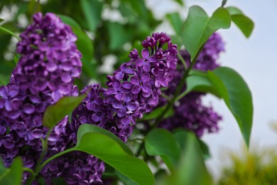 Beautiful lilac plant with fragrant purple flowers outdoors, closeup