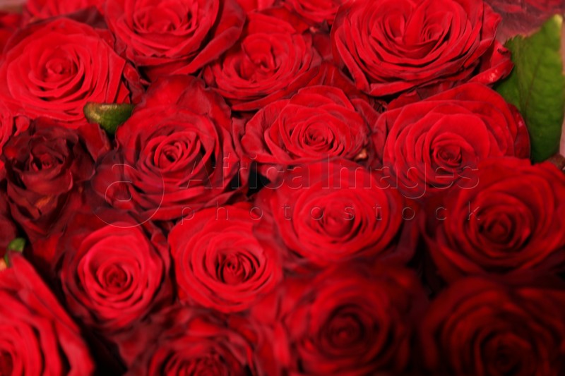 Beautiful red roses as background, closeup. Floral decor