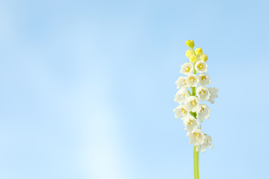 Beautiful lily of the valley against blue sky, closeup. Space for text