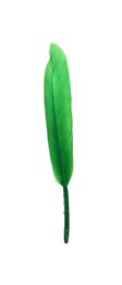 Fluffy beautiful green feather isolated on white