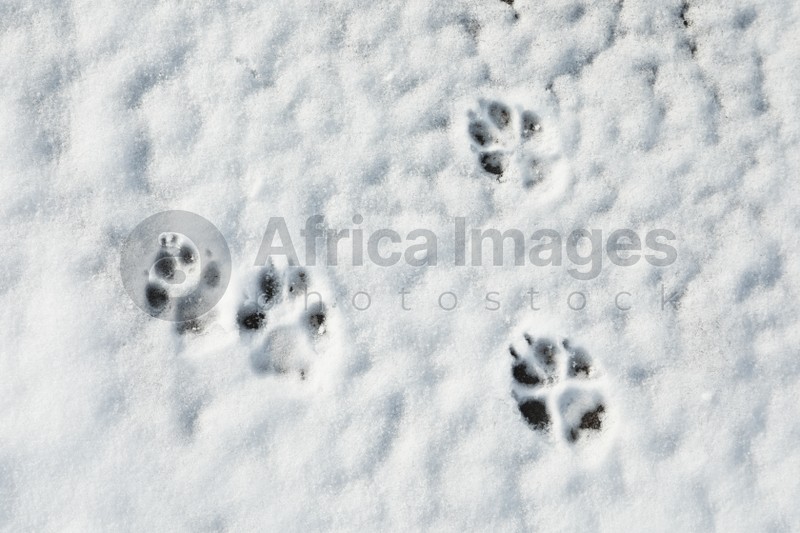 Dog's footprints on white snow outdoors, top view