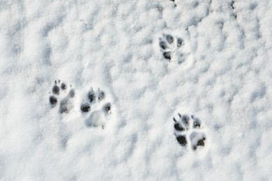 Dog's footprints on white snow outdoors, top view