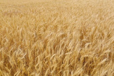Beautiful agricultural field with ripe wheat crop