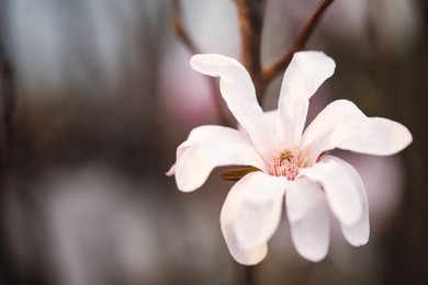 Closeup view of beautiful blooming magnolia tree outdoors. Space for text