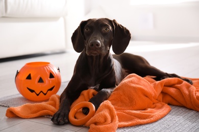 Adorable German Shorthaired Pointer dog with Halloween trick or treat bucket indoors
