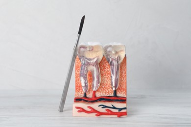 Model of jaw section with teeth and dental tool on white wooden table