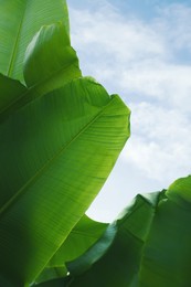 Fresh green banana plants growing outdoors. Tropical leaves