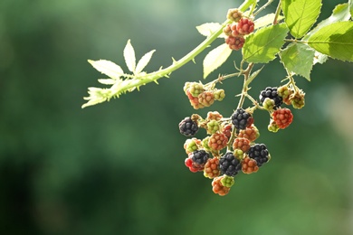 Branch with ripe and unripe blackberries on blurred background, closeup. Space for text