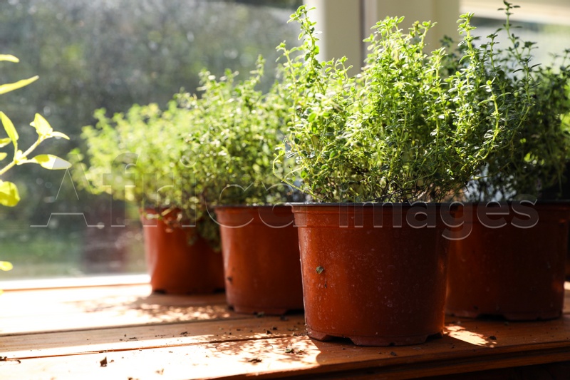 Photo of Fresh potted home plants on wooden sill near window, space for text