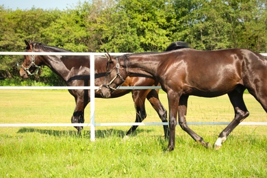 Dark bay horses in paddock on sunny day. Beautiful pets