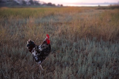Photo of Big domestic rooster in field at sunrise, space for text. Morning time