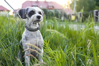 Cute dog with leash sitting in green grass outdoors, space for text