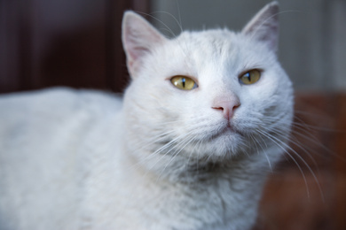 Beautiful white cat outdoors, closeup. Stray animal