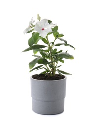 Photo of Beautiful vinca flowers in plant pot isolated on white