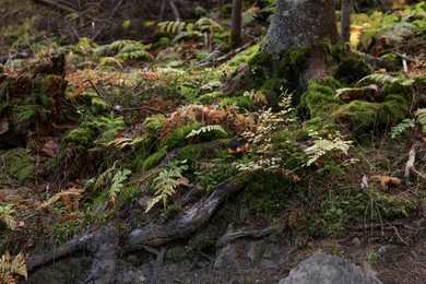 Ground with tree roots, moss and plants in forest
