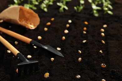 Gardening tools, corn seeds and vegetable seedlings in fertile soil, closeup. Space for text