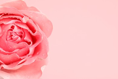Beautiful fresh rose flower with water drops on pink background, closeup. Space for text