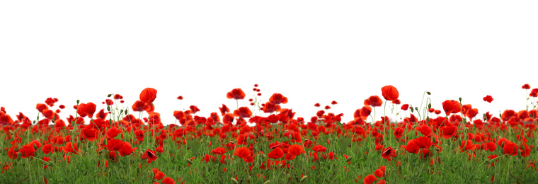 Image of Beautiful red poppy flowers growing in field on white background. Banner design