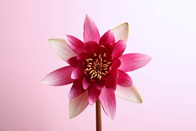 Photo of Beautiful blooming lotus flower on pink background