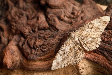 Alcis repandata moth on wooden tree, closeup. Space for text