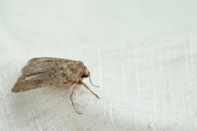 Photo of Paradrina clavipalpis moth with pale mottled wings on white cloth, space for text