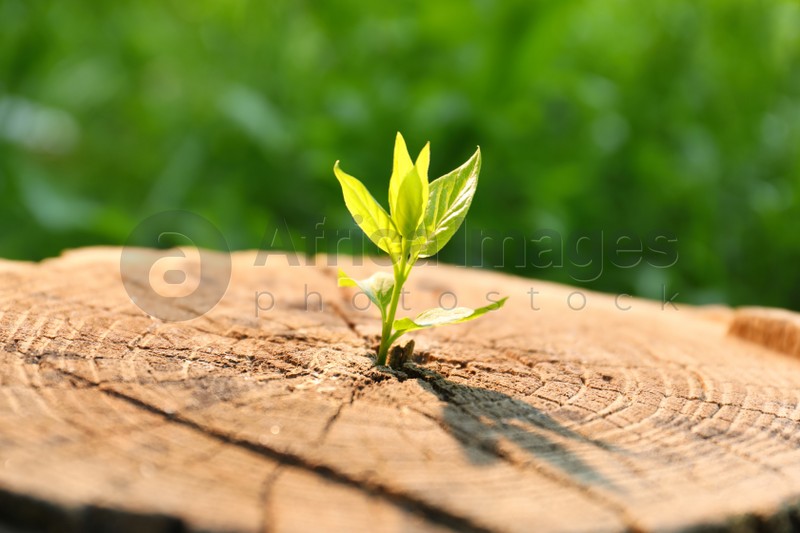 Young green seedling growing out of tree stump outdoors on sunny day, closeup. New life concept