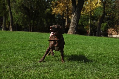 Cute German Shorthaired Pointer dog playing in park
