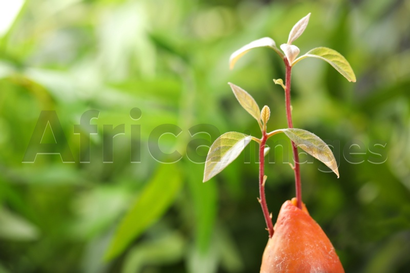 Photo of Avocado pit with sprouts on blurred background. Space for text