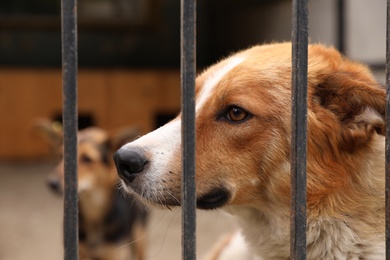 Photo of Homeless dogs in cage at animal shelter outdoors. Concept of volunteering