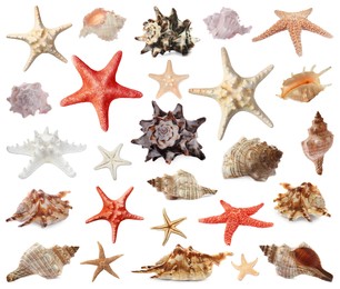 Collection of different beautiful sea stars and shells on white background