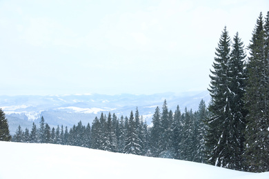 Picturesque view of snowy coniferous forest on winter day