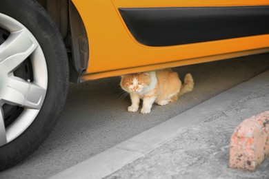 Lonely stray cat under car on asphalt road. Homeless pet