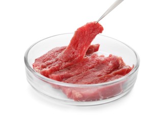 Taking raw cultured meat out of Petri dish with tweezers on white background