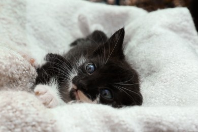 Photo of Cute baby kitten lying on cozy blanket, closeup