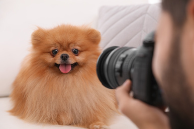 Professional animal photographer taking picture of beautiful Pomeranian spitz dog indoors, closeup