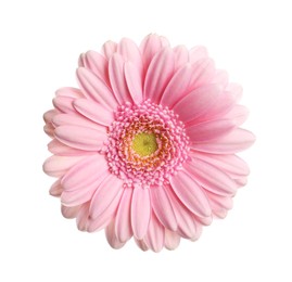 Beautiful pink gerbera flower isolated on white