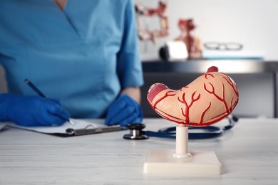 Human stomach model and gastroenterologist at table in clinic, closeup