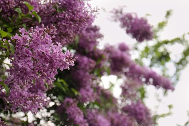 Beautiful blossoming lilac with water drops outdoors, space for text