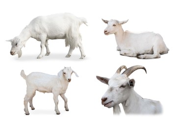 Cute domestic goats on white background, collage