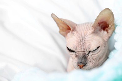 Beautiful Sphynx cat at home, closeup with space for text. Lovely pet
