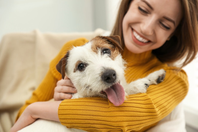 Young woman with her cute Jack Russell Terrier at home, closeup. Lovely pet