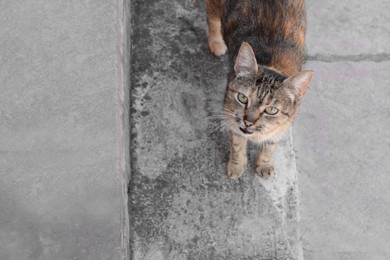 Cute stray cat on road outdoors, space for text