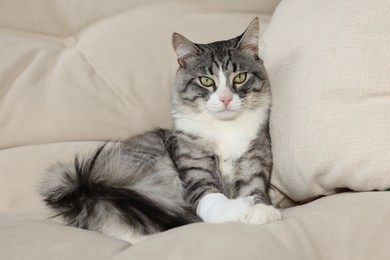 Cute cat with paw wrapped in medical bandage on sofa indoors