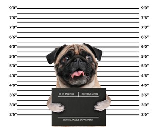 Image of Arrested Pug dog with mugshot board against height chart. Fun photo of criminal
