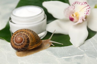 Photo of Snail, cream and orchid flower on light grey table, closeup