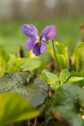 Beautiful wild violet blooming in forest. Spring flower