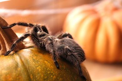 Striped knee tarantula on pumpkin indoors, closeup. Halloween celebration