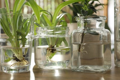 Photo of Exotic house plants in water on wooden table, closeup