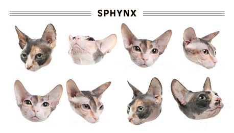 Cute Sphynx cats on white background, collage. Banner design