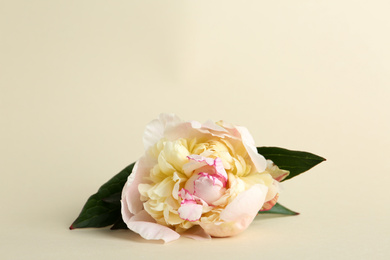 Beautiful fragrant peony flower on beige background